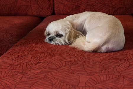 dog on the red sofaの写真素材