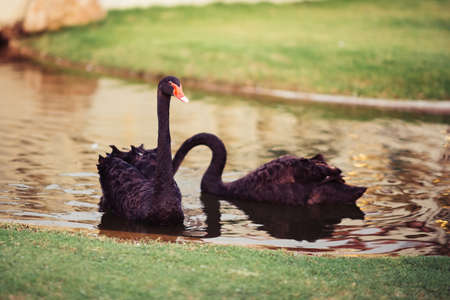 Couple black swan in the lakeの写真素材
