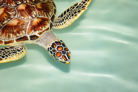 Green Sea Turtle swimming in crystal clear waters