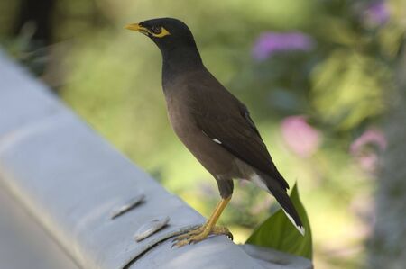 Common Mynaの写真素材