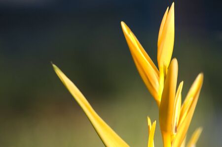  Heliconia caribaea with a picturesque background (Koh Samui, Thailand)の写真素材