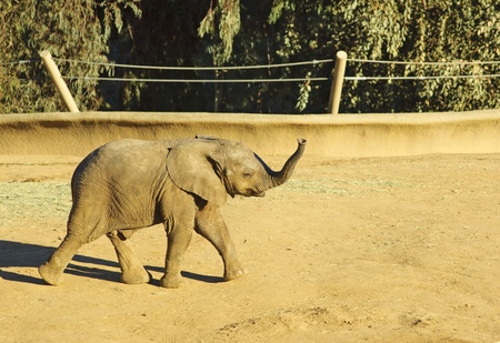  Walking funny elephant calf on a sunny dayの写真素材