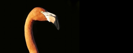 Flamingo's head on a black backgroundの写真素材