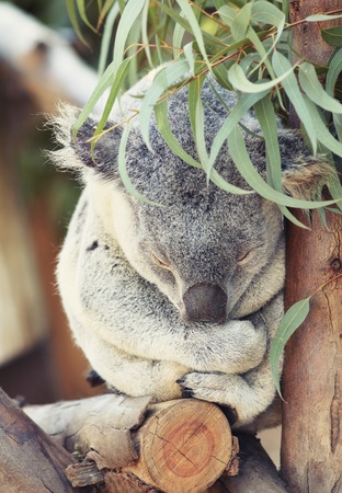 Cute sleeping koala の写真素材