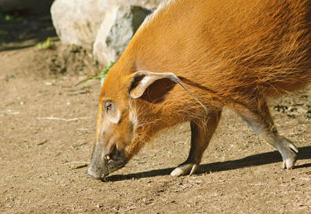 The Red River Hog or Bush Pig (Potamochoerus porcus)の写真素材
