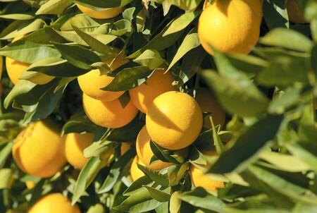 Ripe oranges hanging on a tree on a sunny dayの写真素材