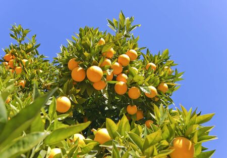 Ripe oranges hanging on a tree on a sunny dayの写真素材