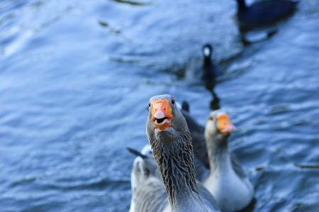 The Greylag geese asking for food  (Anser anser)の写真素材