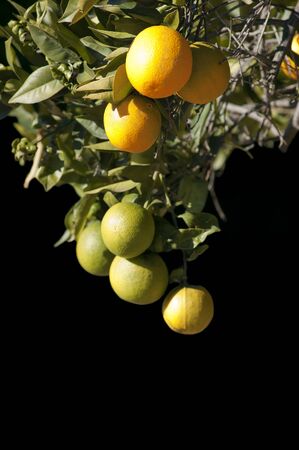 Oranges hanging on a tree with on a black backgroundの写真素材