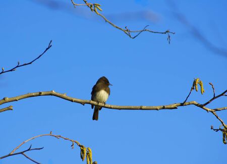 The Black Phoebe sitting on a branch (Sayornis nigricans - Tyrant Flycatcher family)の写真素材