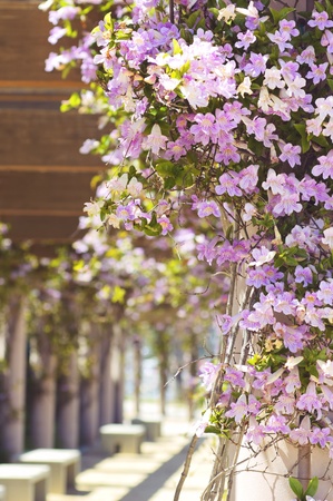 Vine Flowers on a sunny dayの写真素材