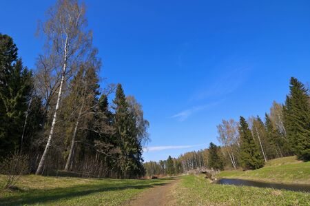 Peaceful European Spring Forest Landscapeの写真素材