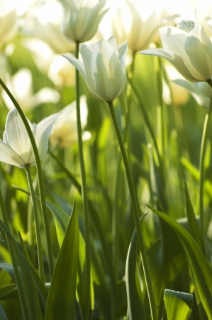 Fresh White Tulips Sunnyの写真素材