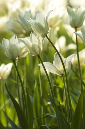 Fresh White Tulips Sunnyの写真素材
