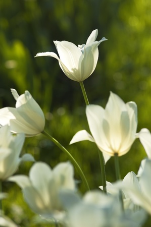 Fresh White Tulips Sunnyの写真素材