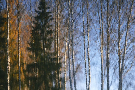 Autumnal trees reflections in river water landscape (fir, birch)の写真素材