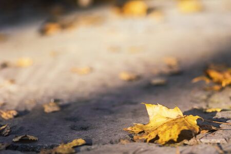 Yellow autumn maple leaf blurred on the groundの写真素材