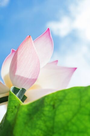Lotus flower petals and leaf macro under skyの写真素材