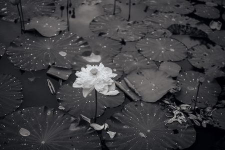 Black-and-white lotus flower photoの写真素材