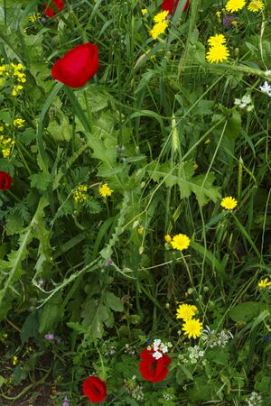 Poppy Flowers among other Wild Flowers and Green Grass. European Cover Crop during Summer Seasonの写真素材
