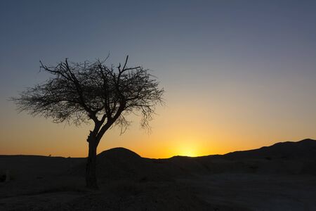 Lonely Tree Black Dark Silhouette Africa Savanna Nature Sunset Landscape Vew Background Backdropの写真素材