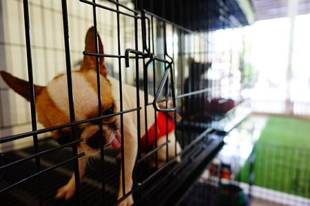 dog in cageの写真素材