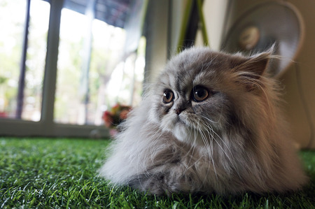 cat groomingの写真素材