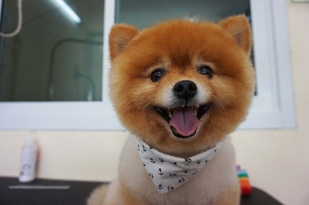 dog groomingの写真素材