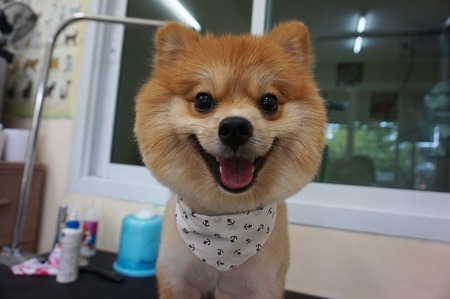 dog groomingの写真素材