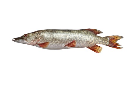 Fish pike isolated on white background - Fresh fish.の写真素材