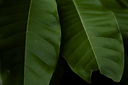 Low key green leaves in a garden, art drawing conceptの写真素材