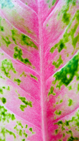 The pattern on the one foliageの写真素材