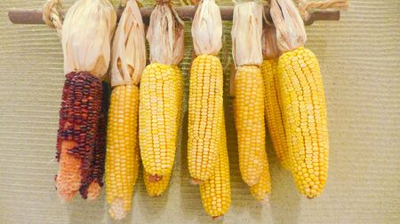 Dry corn cobs hang on the wallの写真素材