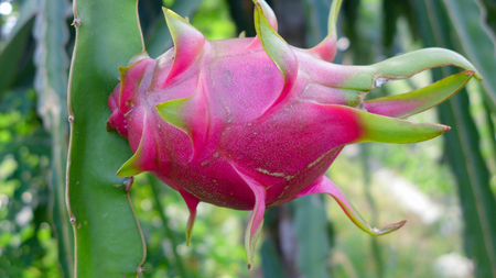 Dragon fruit on plantationの写真素材