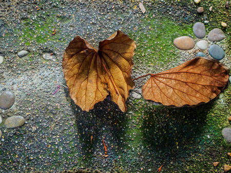 Bauhinia aureifolia leaf dry fall on the stony ground in autumn