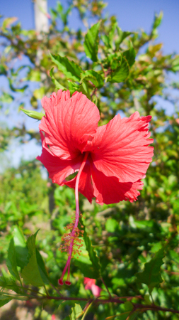 red color hibicus on green leaf backgroundの写真素材