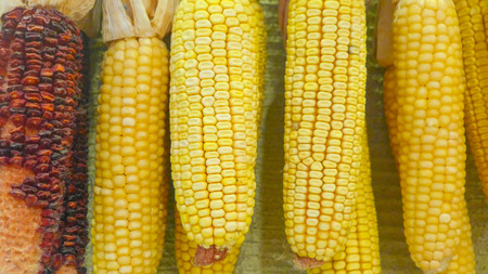 Dry corn cobs