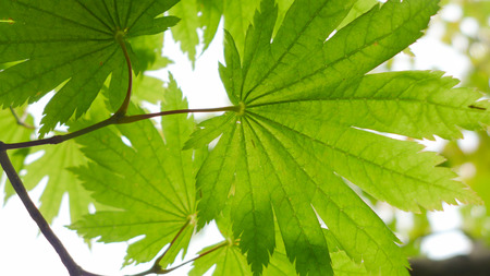 green leaf against sunlight
