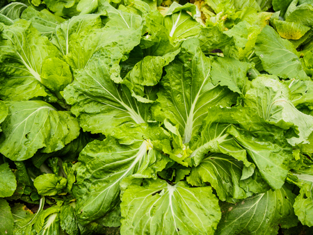 Chinese cabbage planted on the groundの写真素材