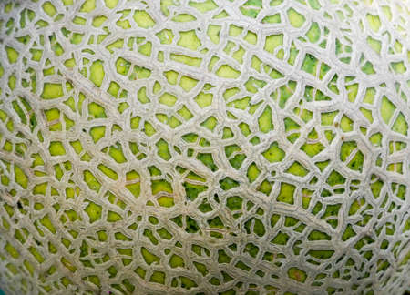 melon texture backgroundの写真素材