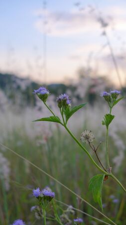 selection close up grass flowers on blur grass field background