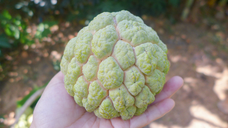 custard apple in the handの写真素材