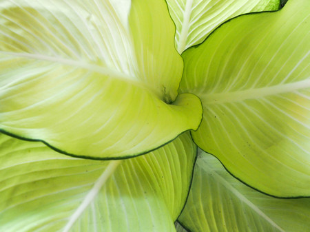 green leaf texture backgroundの写真素材