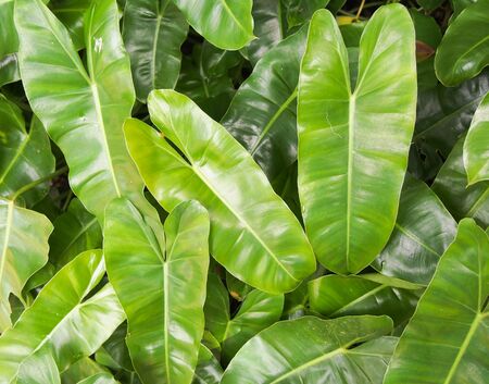 green leaf background