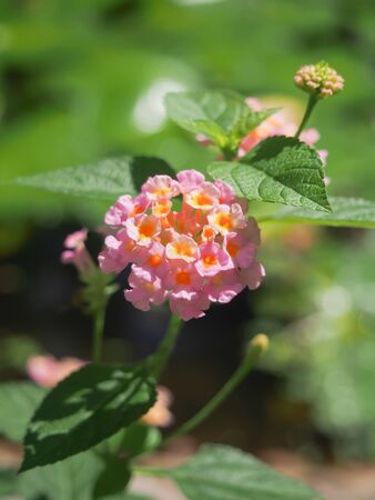 focused at pink flowers on nature backgroundの写真素材
