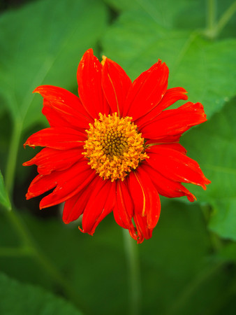 red zinnia on nature backgroundの写真素材