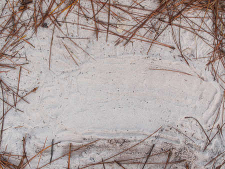 pine leaf on the white sand , space for textの写真素材