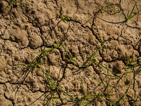 Grass grows on barren ground. Cracked groundの写真素材