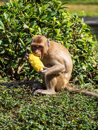 monkey eating a corn on the grass floor in front of the treeの写真素材