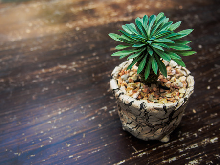 small plant in the pot on wooden floorの写真素材